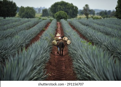 Tequila, Jalisco, Mexico : October.11. 2013: Farmer loading the harvested blue agave by donkey for Tequila production, town of Tequila, Jalisco, Mexico 