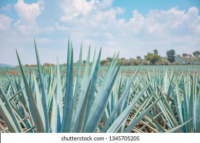 The tequila plant - Blue agave fields in Jalisco, Mexico	
