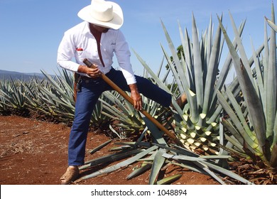 Tequila Production In  Tequila, Jalisco, Mexico