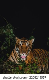 A Terai Tiger At Night, Uttarakhand