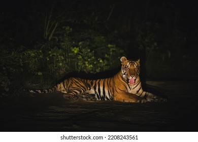 A Terai Tiger At Night, Uttarakhand