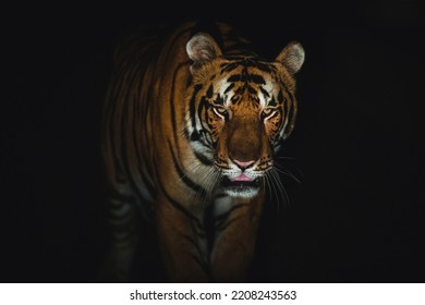 A Terai Tiger At Night, Uttarakhand