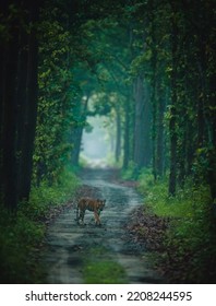 A Terai Tiger From Uttarakhand