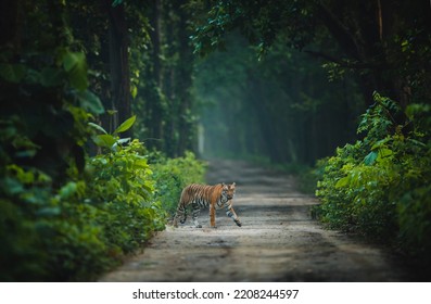 A Terai Tiger From Uttarakhand