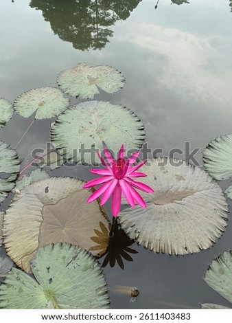 Teratai (Nymphaea) is the genus name for aquatic plants from the Nymphaeaceae family. In English it is known as water-lily or waterlily.