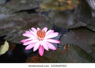 90 Aquatic Plant Images With Names Images, Stock Photos & Vectors ...