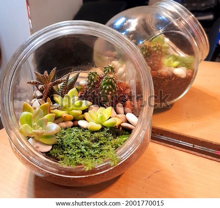 teratium - cactus, suculent , and moss in the small jar.
