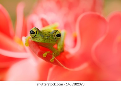 Teratohyla spinosa, Spiny Glass Frog, tinny amphibian with red flower, in nature habitat. Frog from Costa Rica, tropic forest. Beautiful animal in jungle, exotic animal from South America. Eye detail.
