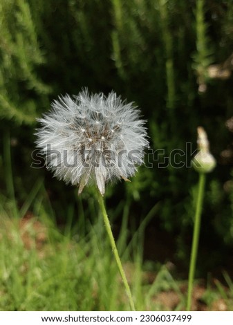 Teraxacum or dandelion is a plant that has small 