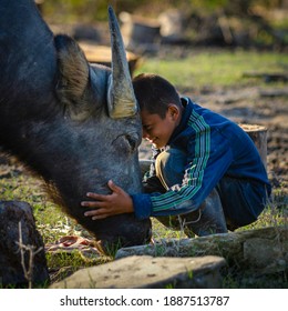 Terengganu, Malaysia - 17 December 2020 : Photo Of A Kid Showing Compassion To His Buffalo. 