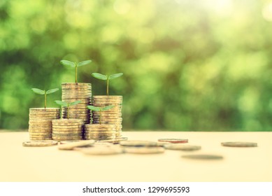 Term fund / time value of money / wealth creation, financial concept : Rising stacks of coins and green sprout, ideas about sustainable asset, fund investment from private income for long term growth