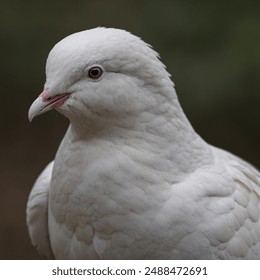 The term "White Dove" typically refers to a variety of domesticated pigeons (Columba livia domestica) bred for their pure white plumage. These doves are often used symbolically in ceremonies - Powered by Shutterstock