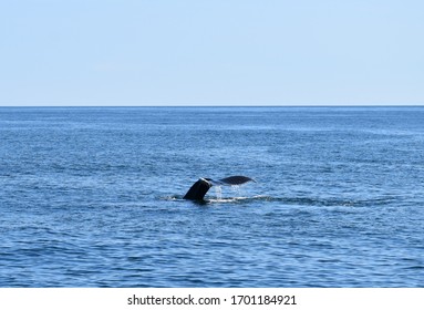 Terminal Dive Of A Humpback Whale At Acadia National Park In Maine.