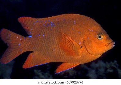 Terminal Phase Of Juvenile Garibaldi, Hypsypops Rubicundus, Channel Islands California, USA.