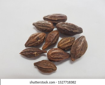 Terminalia Arjuna Is Herbal Medicine