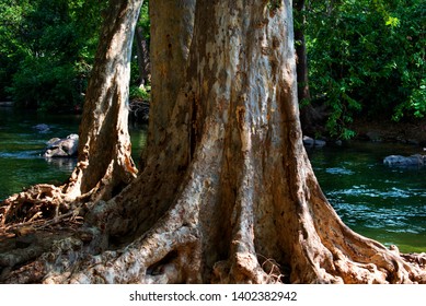 Terminalia Arjuna Tree Trunk Beside River