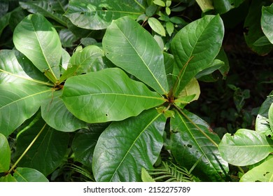 Terminalia Catappa On Nature Called Country Stock Photo 2152275789 ...