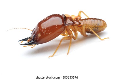 Termite