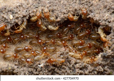 Stingless Bee Kelulut Hive Image Stock Photo 1270905283 | Shutterstock