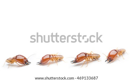 termite