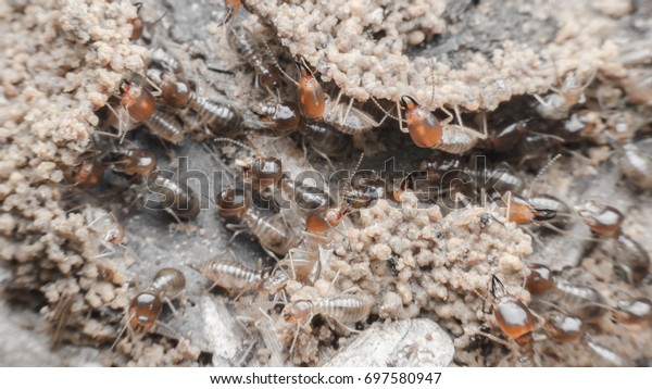 termite( Adjusts the color intensity to almost\
black and white.)