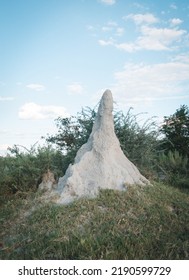 Termite Ant Mound Botswana South Africa