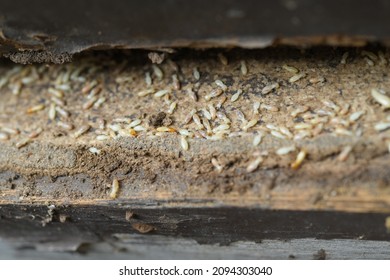 557 Termite damage paper Images, Stock Photos & Vectors | Shutterstock