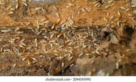 Termite, Ant, White Ant Termites Eat Wood And Destroy Buildings.