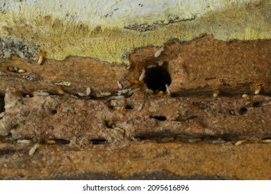 557 Termite damage paper Images, Stock Photos & Vectors | Shutterstock