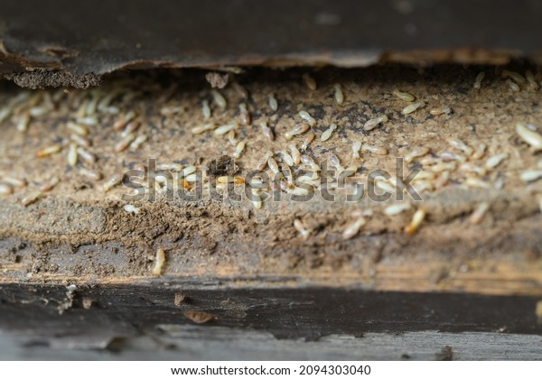  Termite, ant, white ant Termites eat wood and
destroy buildings.