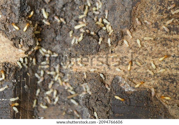 Termite, ant, white ant Termites eat wood and
destroy buildings.