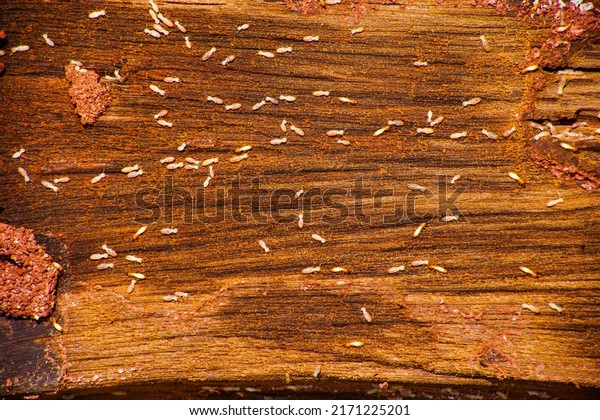 Termite, ant, white ant Termites eat wood and
destroy buildings.