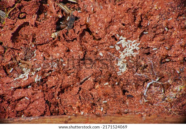 Termite, ant, white ant Termites eat wood and\
destroy buildings.