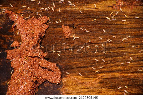 Termite, ant, white ant Termites eat wood and\
destroy buildings.