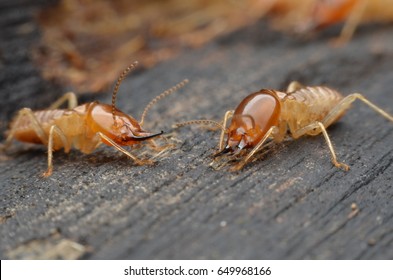 Termite Applied To Termite Control Products.