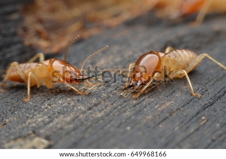 Termite applied to termite control products.