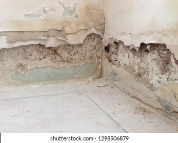 Termite Army Termites Eat Wood Wall Stock Photo 1298506879 | Shutterstock