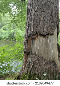 Termite And Beaver Handi Work