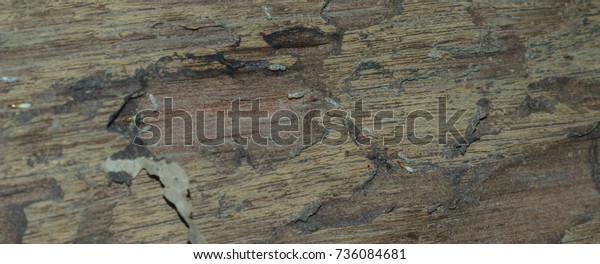 Termite bites eat wood in\
the house.