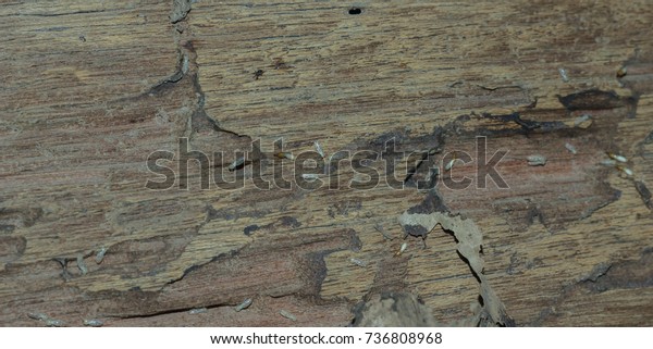 Termite bites eat wood in\
the house.