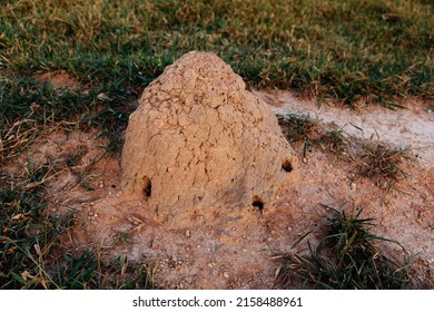 Termite Colony From Above In Grass Field