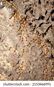 Termite Colony In The Nest.