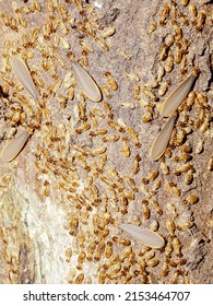 Termite Colony In Nest On Brown Background.