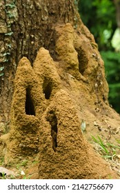 Termite Colony At Peradeniya Botanical Gardens, Sri Lanka