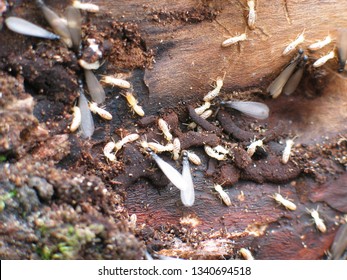 Springtails Collembola On Soil Humus Stock Photo 757519072 