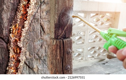 Termite control technicians use wood termite removal equipment and solutions. with walking termites.                         - Powered by Shutterstock