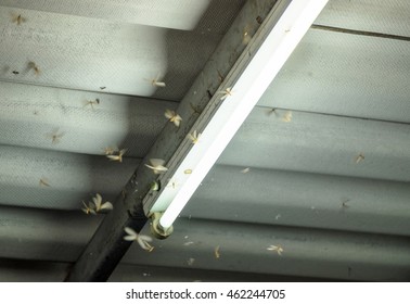 Termite crowd flying around lamp lighting front house in damp weather
