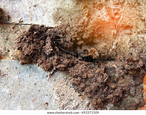 termite damage concrete\
house