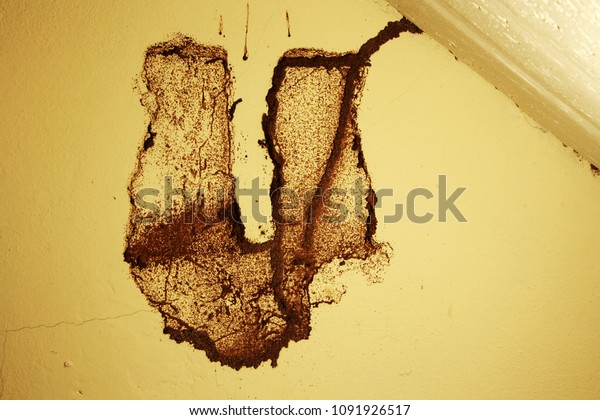 Termite damage on the\
wall.