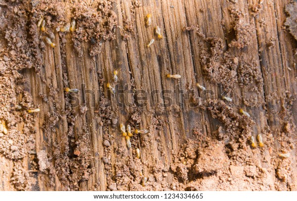 Termite damage\
to a piece of wood on the\
ground.